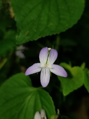 Viola X eclipes