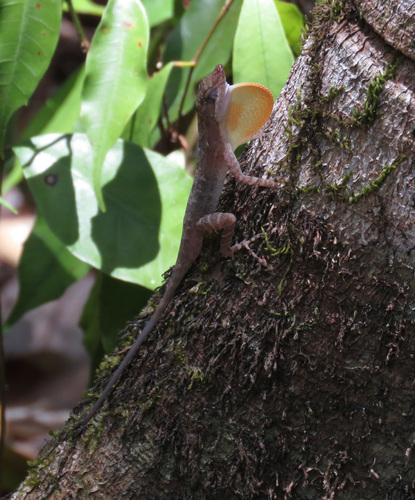 Rodriguez's Anole