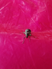 Exophthalmus jekelianus image