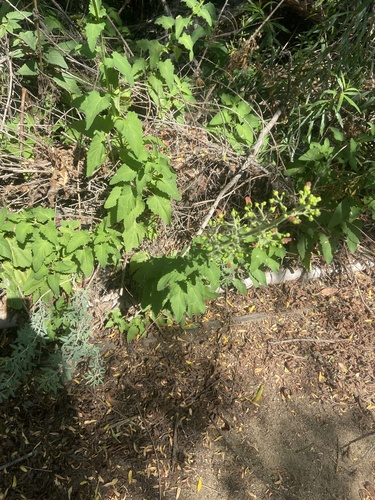 iNaturalist observation photo of California beeplant