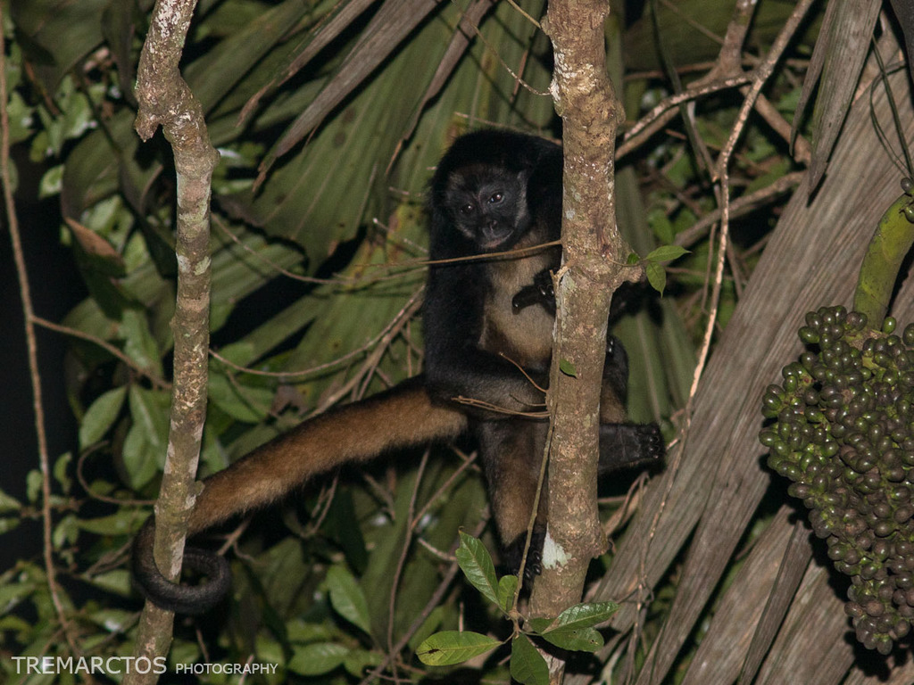 Macaco-aranha (Ateles belzebuth) - Ambientebrasil - Ambientes