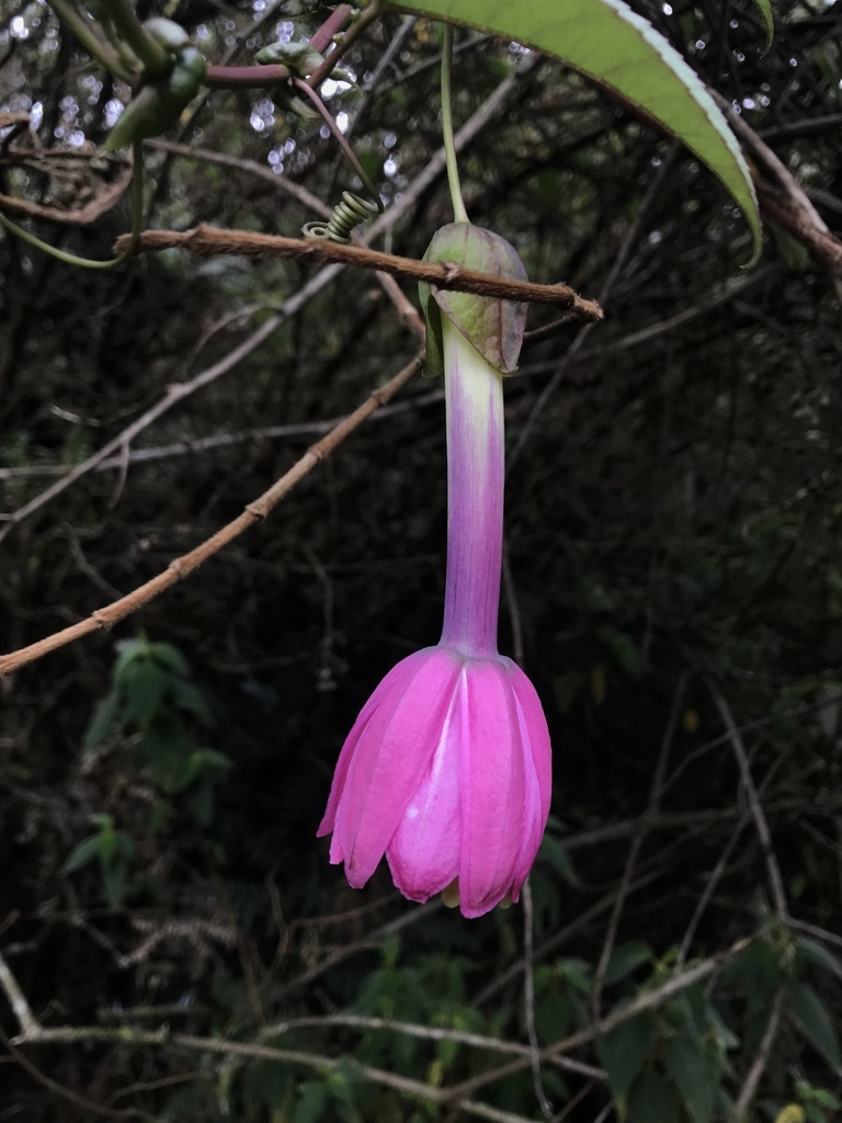 Curuba lila (Plantas útiles del bosque alto andino Colombiano (Vereda  Mancilla, Facatativá)) · iNaturalist