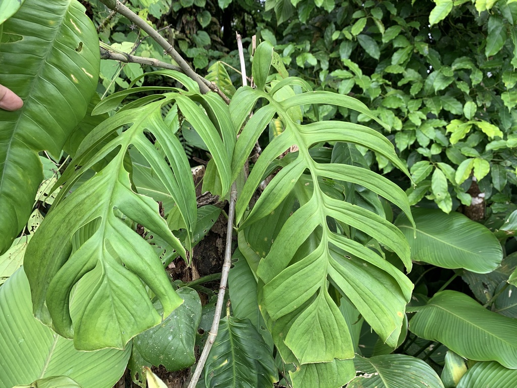 Monstera tenuis  iNaturalist