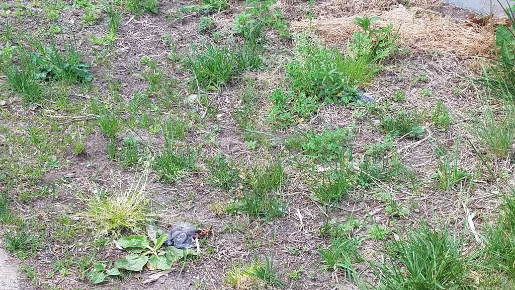 Perching Birds from Brandeis, Waltham, MA 02453, USA on May 16, 2022 at