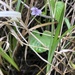 Viola pluviae - Photo (c) Kale, all rights reserved, uploaded by Kale