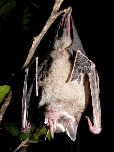 Striped Yellow-eared Bat (Vampyressa nymphaea) · iNaturalist