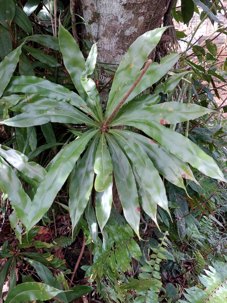 Oleandra neriiformis (Oleandra neriiformis)