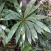 Oleandra neriiformis - Photo (c) Kierr, todos os direitos reservados, uploaded by Kierr