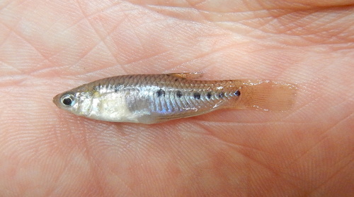 Porthole Livebearer