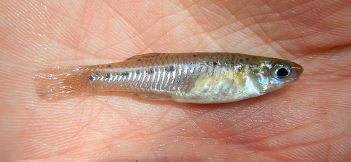 Porthole Livebearer