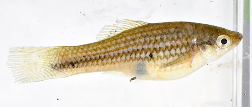 Montezuma Swordtail