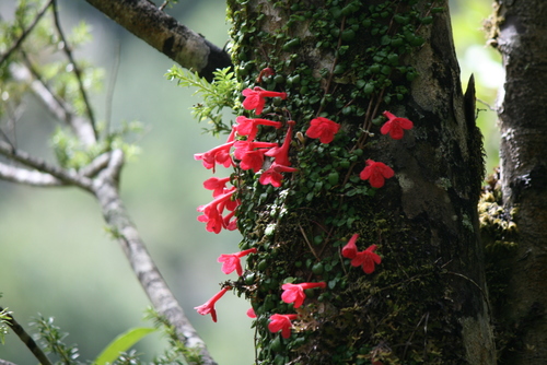 Asteranthera