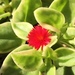 Mesembryanthemum lancifolium - Photo (c) madrogue, kaikki oikeudet pidätetään