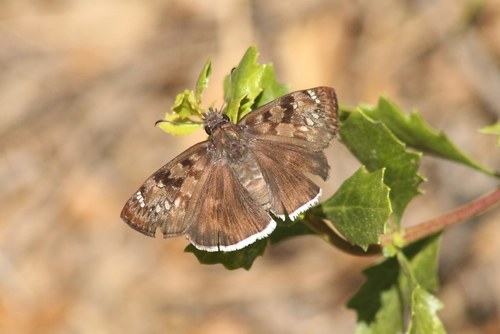 iNaturalist observation photo of Mournful Duskywing