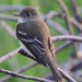 Alder Flycatcher - Photo (c) Elizabeth Almlie, all rights reserved, uploaded by Elizabeth Almlie