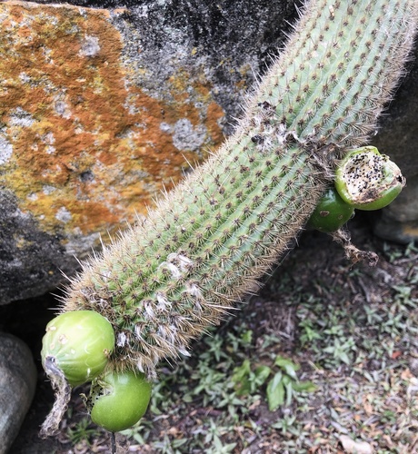 Haageocereus pacalaensis