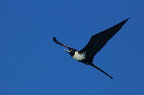 Lesser Frigatebird