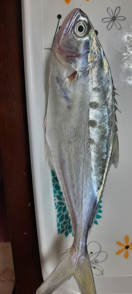 Lesser Queenfish from R278+6CX - Shamal Julphar - Ras al Khaimah ...