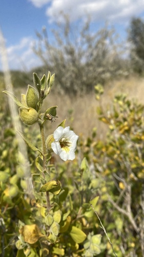 Otavi Mountain petalbush (Petalidium rautanenii)