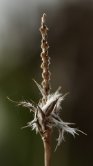 foxtail mulga grass (Neurachne alopecuroidea) · iNaturalist