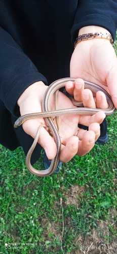 Narrow-striped Dwarf Snake