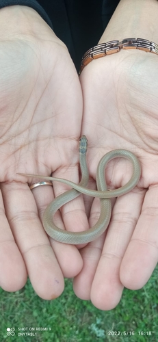 Ring-Headed Dwarf Snake