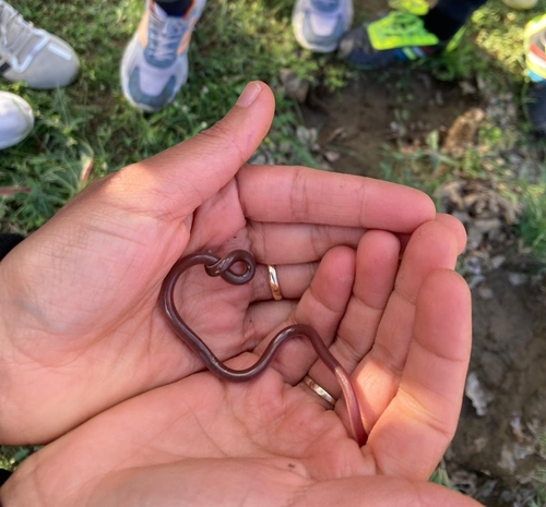 Eurasian Blind Snake
