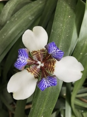 Neomarica gracilis image