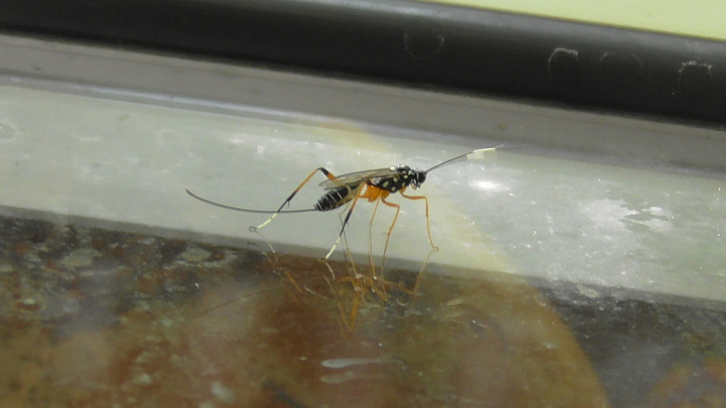 Lemon Tree Borer Parasitoid Wasp from Watsonville QLD 4887, Australia