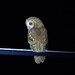 Common Tawny Owl - Photo (c) jorgejuanrueda, all rights reserved, uploaded by jorgejuanrueda