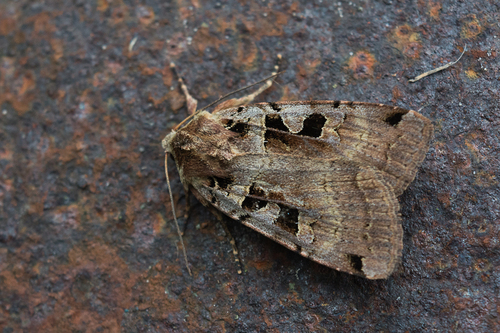 Double Square-spot