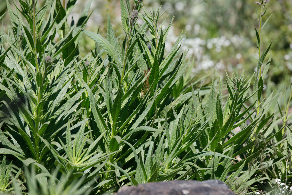 Poodle-dog bush from Angeles MRCA Open Space, Los Angeles, California ...