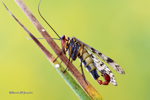 Panorpa meridionalis