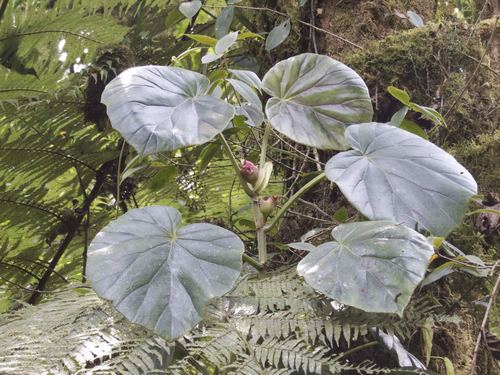 Begonia ampla