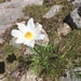 Pulsatilla alpina font-queri - Photo (c) lopezdo, כל הזכויות שמורות