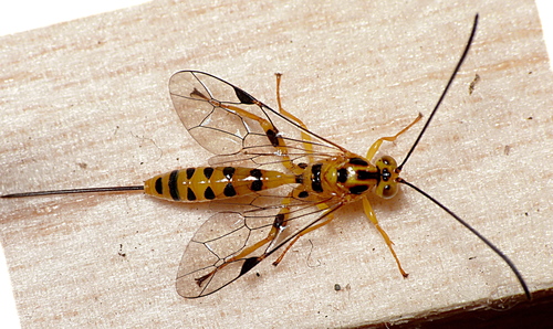 Poecilocryptus nigromaculatus