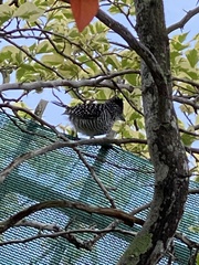 Thamnophilus doliatus image