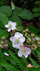 Rubus palmeri image