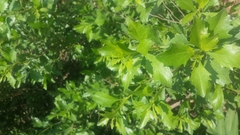 Image of Baccharis halimifolia
