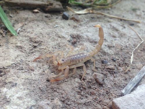 Chihuahuanus kovariki