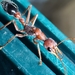 Myrmecia gratiosa - Photo (c) Nick Durrant, all rights reserved, uploaded by Nick Durrant