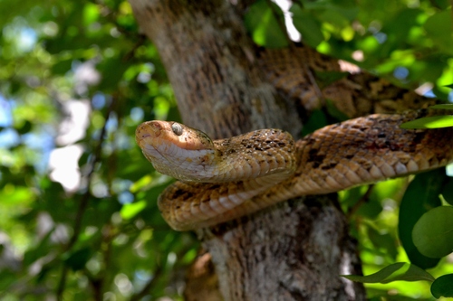 Western Lyre Snake