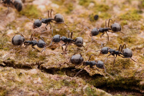 Complex Dolichoderus thoracicus · iNaturalist