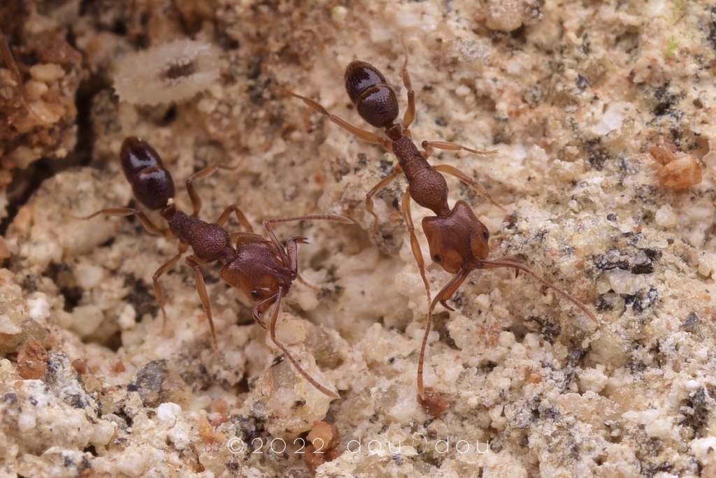 Oriental False Trap-jaw Ant from 中国海南省五指山市 on January 26, 2022 at 10:16 ...