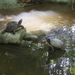 Cat Island Freshwater Turtle (Trachemys terrapen) · iNaturalist.org