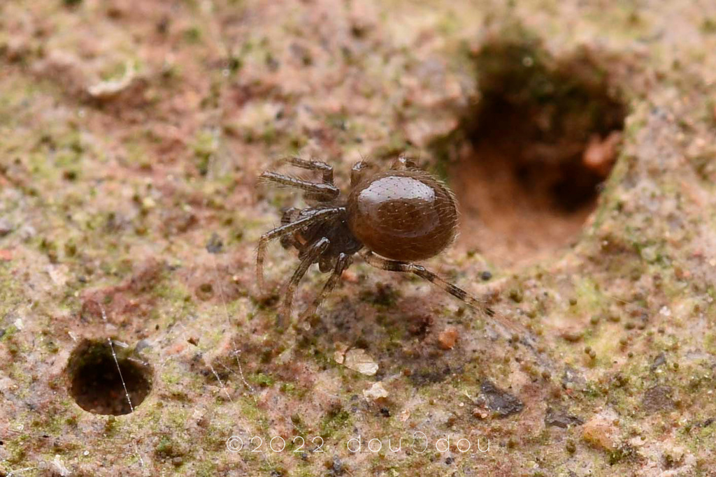 cave cobweb spiders from 中国海南省五指山市 on January 26, 2022 at 10:16 AM by ...