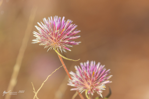 Gomphrena canescens canescens