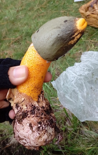 Golden Stinkhorn