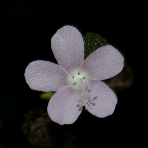 Ceylon Swamp Mallow (Pavonia zeylonica)