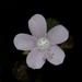 Pavonia zeylanica - Photo (c) Nuwan Chathuranga, todos los derechos reservados, subido por Nuwan Chathuranga